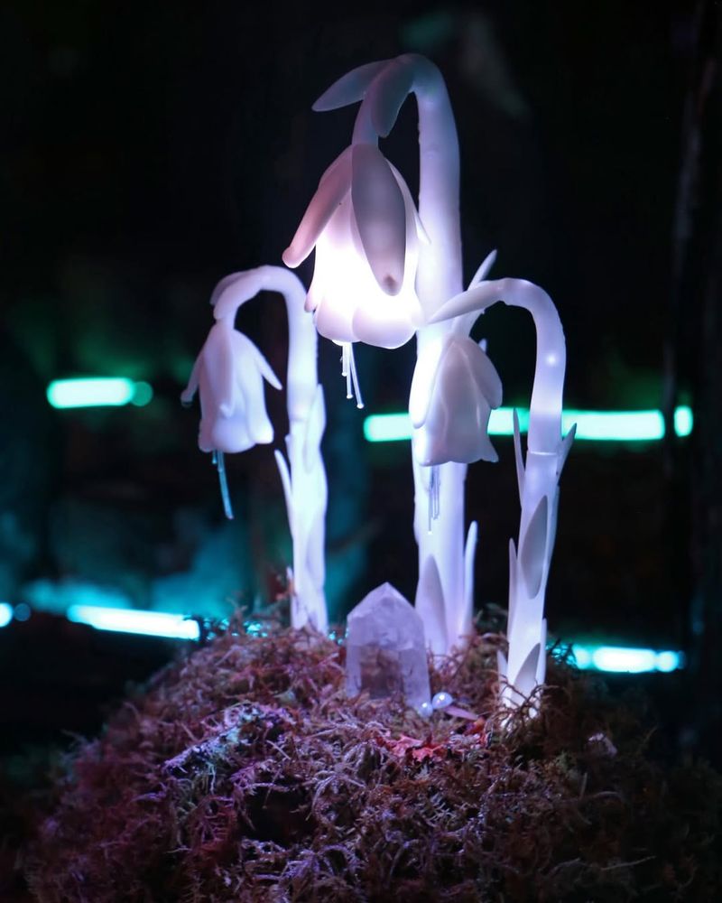 Ghost Plant (Monotropa uniflora)