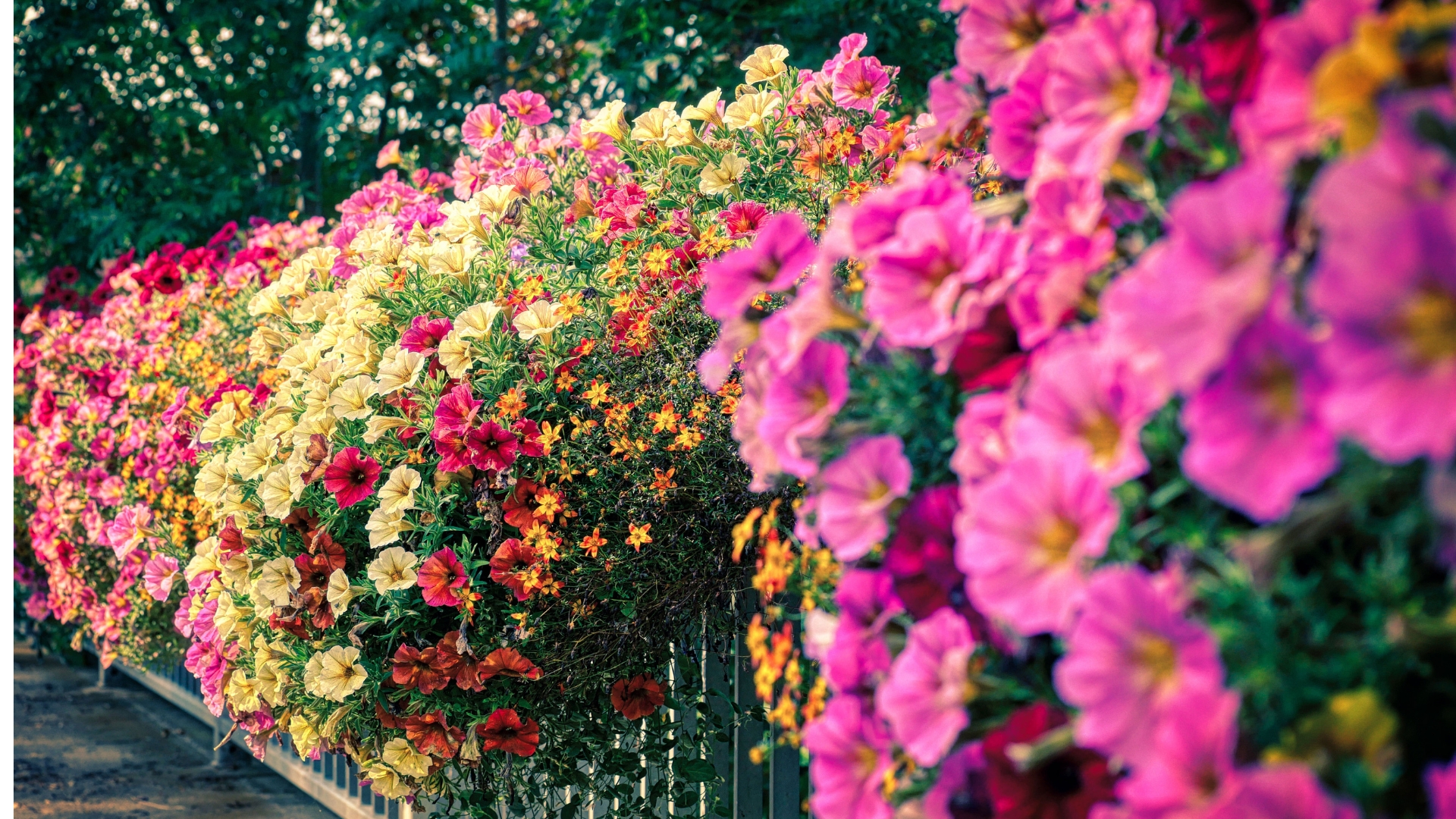 Vertical petunias