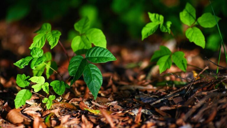 poison ivy plants