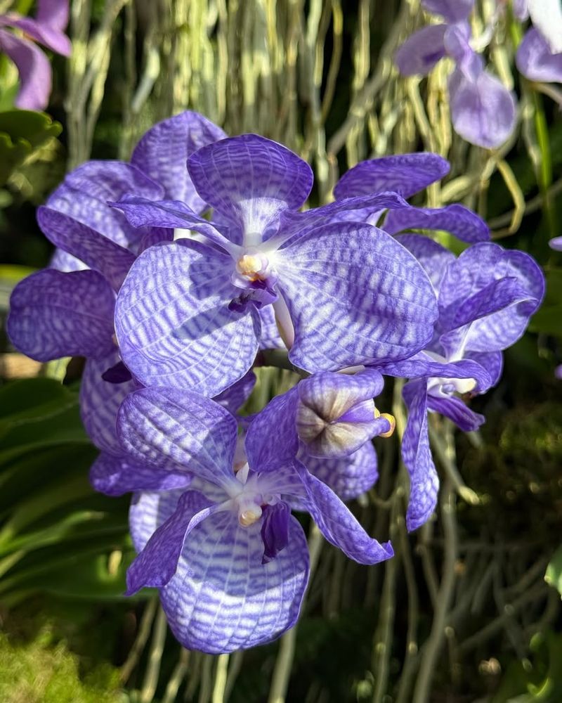 Natural Vs. Dyed Orchids
