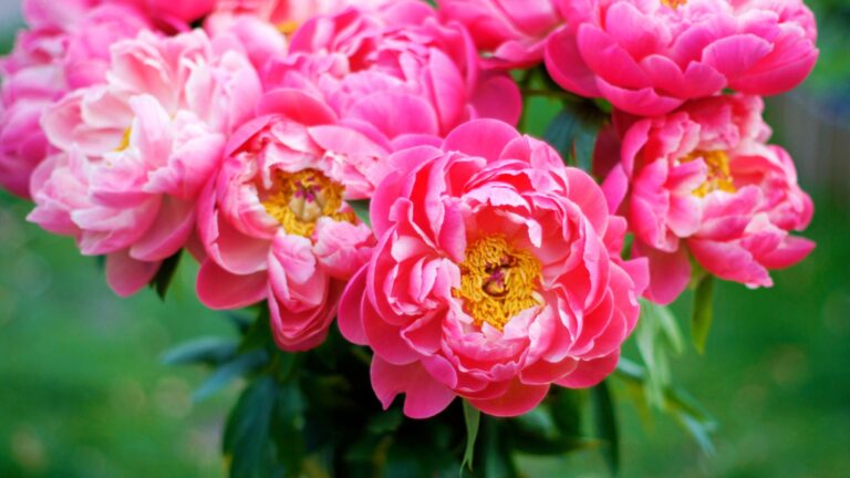 peony blossoms