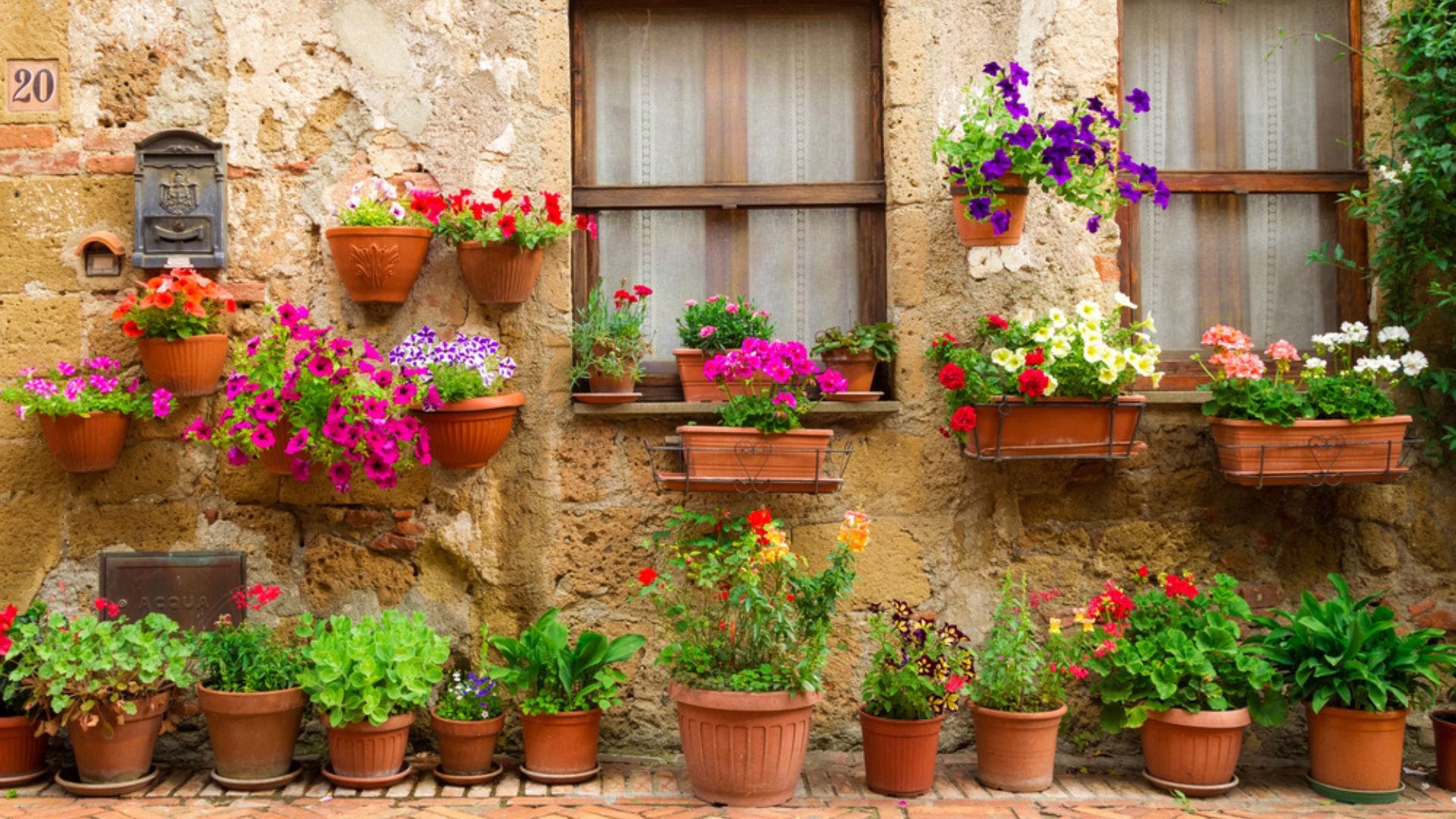 These 28 Perennial Flowers Are Perfect For Growing In Pots (Plus 5 That Bloom With Minimal Effort)