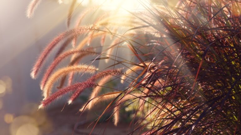 fountain grass