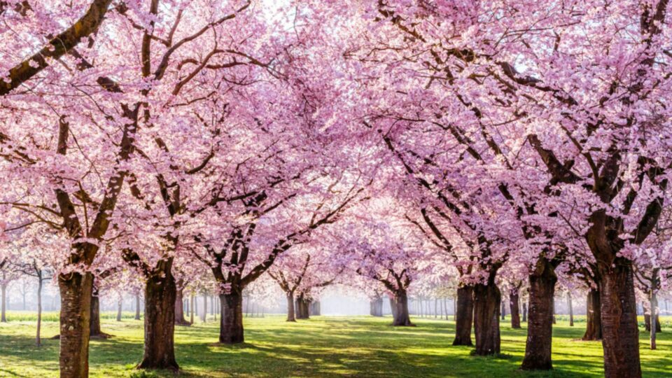 These Are The 20 Best Trees To Plant In Spring, According To Experts ...