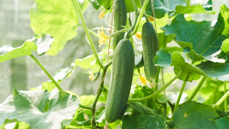 cucumber plants