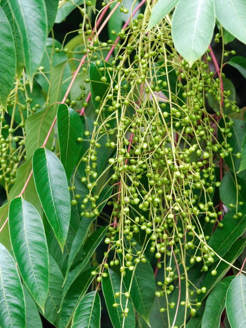 Toxicodendron vernicifluum (Chinese Lacquer Tree)