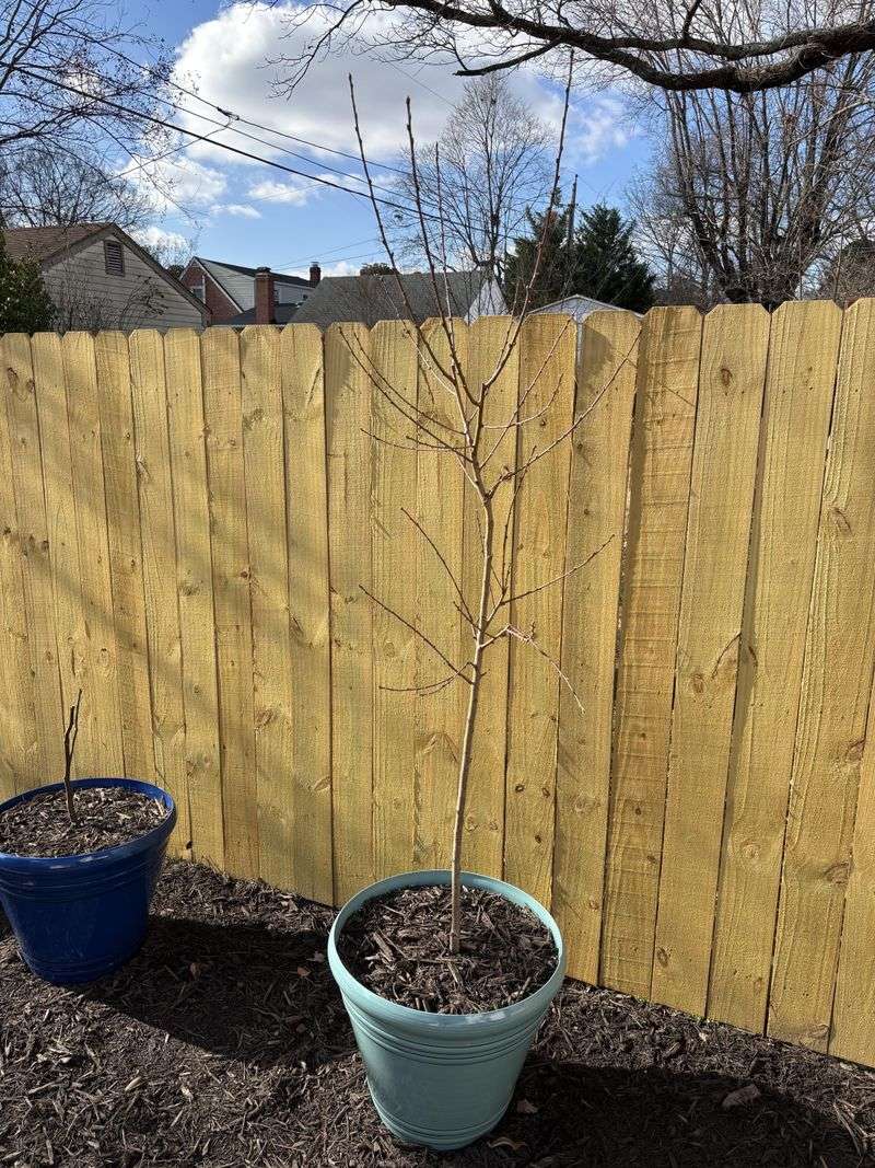 Prune Young Trees Lightly