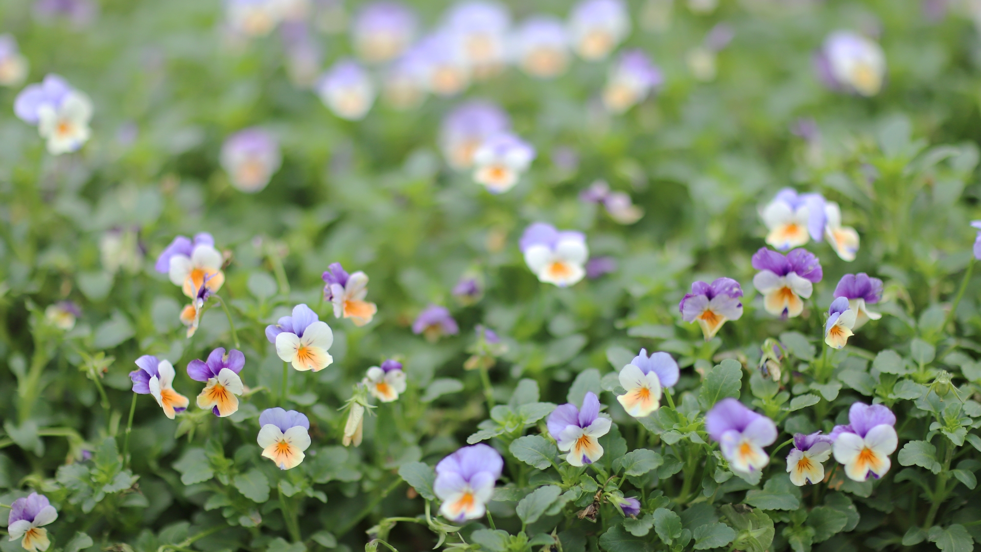 Horned viola ground cover