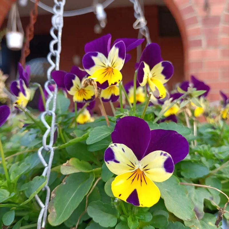 What Is Horned Viola?