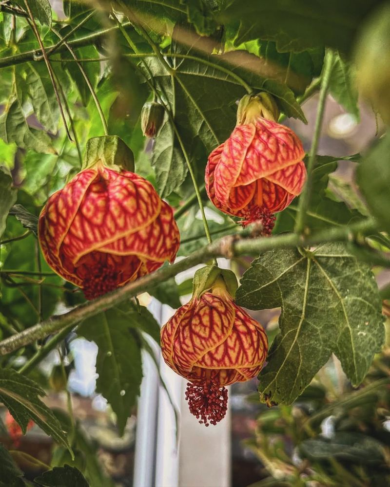 Chinese Lantern Plant