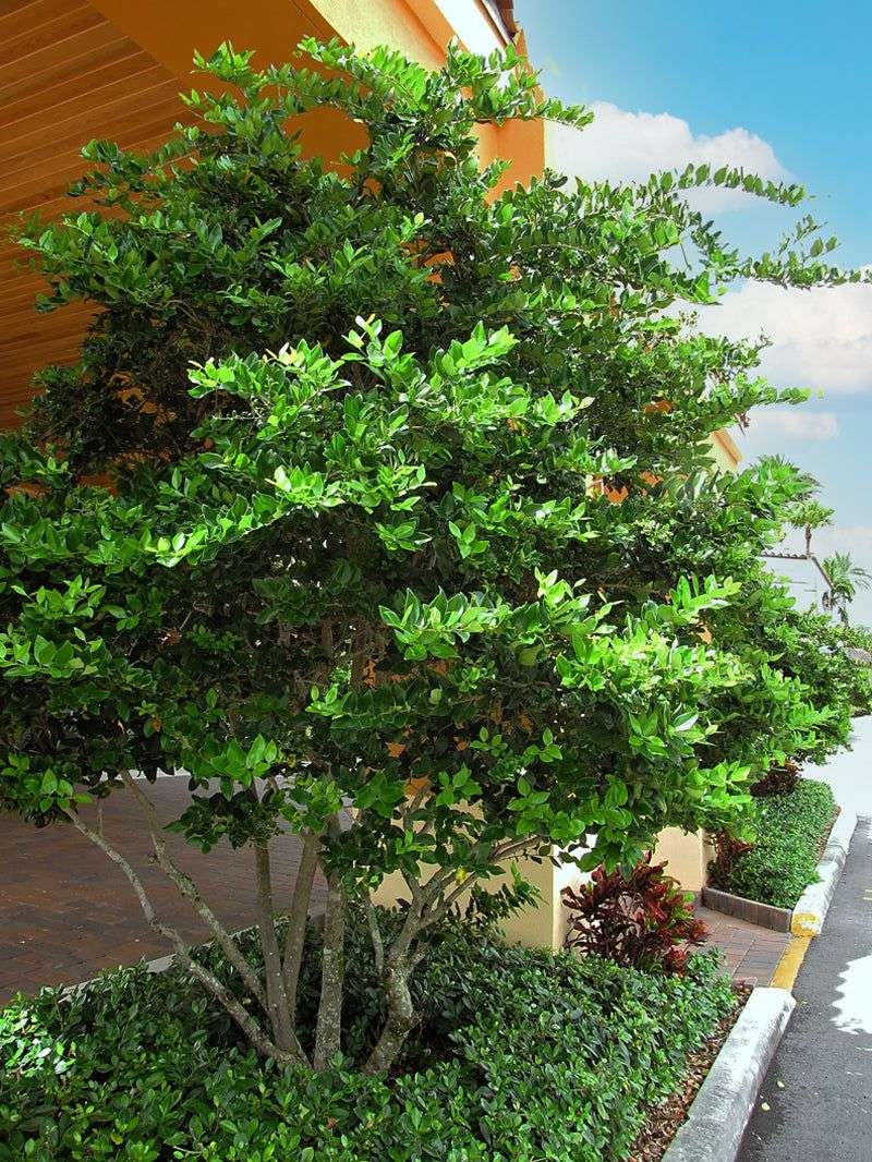 Privet (Tree Form)