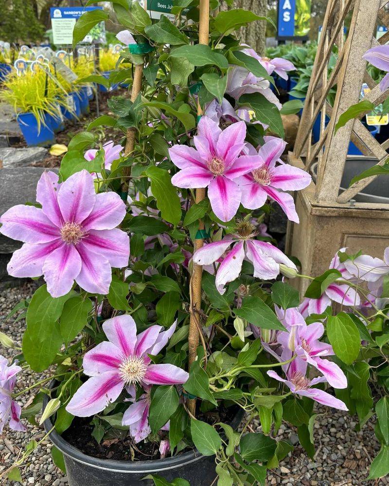 Clematis