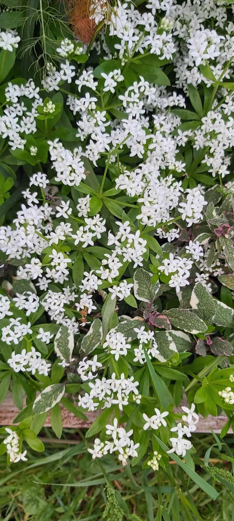 Sweet Woodruff