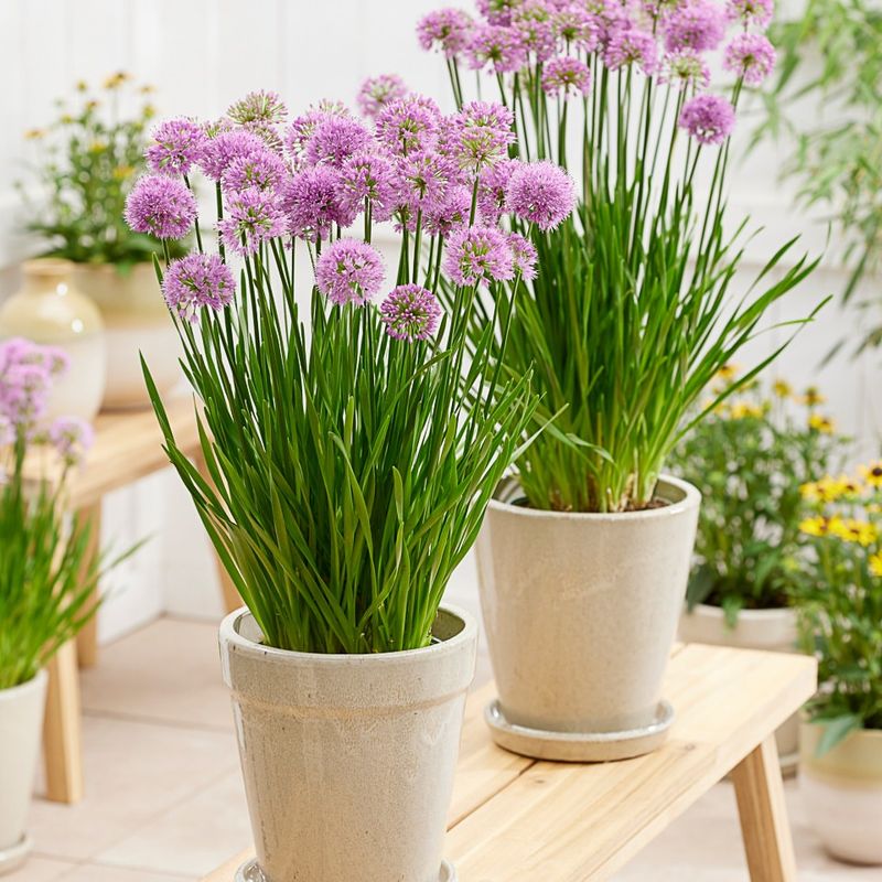 Chives