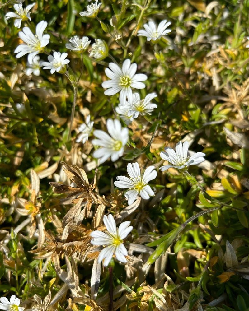 Cerastium