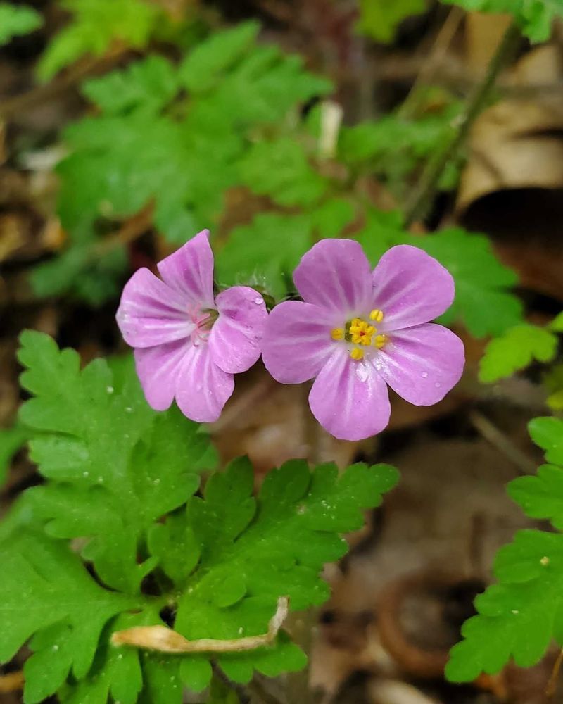 Herb-Robert