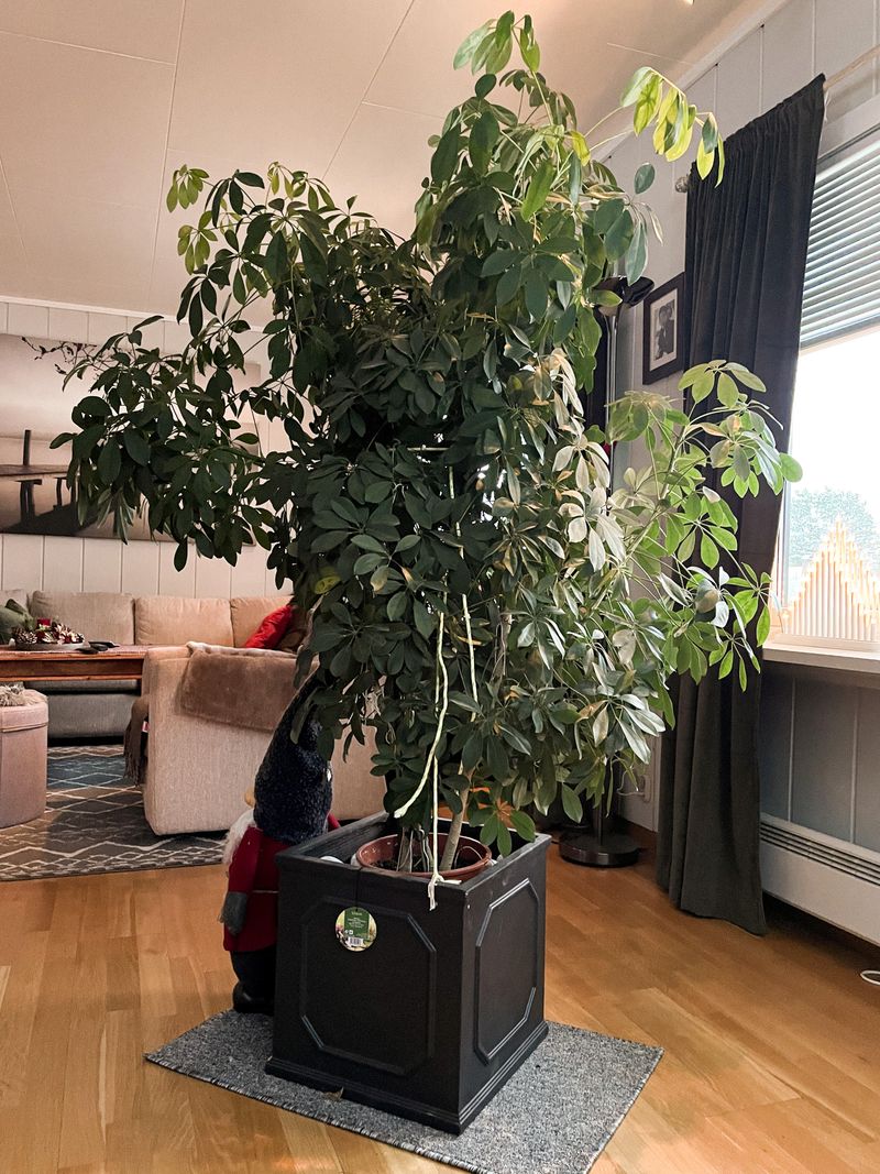 Umbrella Plant (Schefflera)