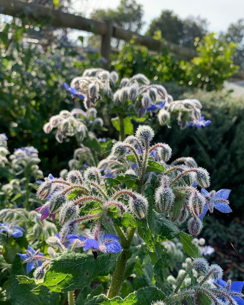 Borage