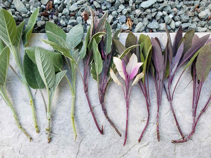 Sage Cuttings