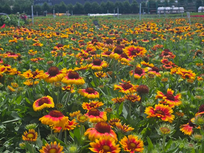 Gaillardia