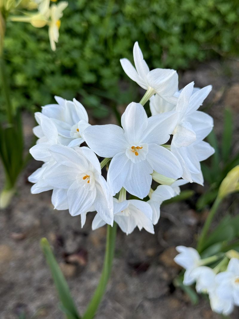 Paperwhite Narcissus