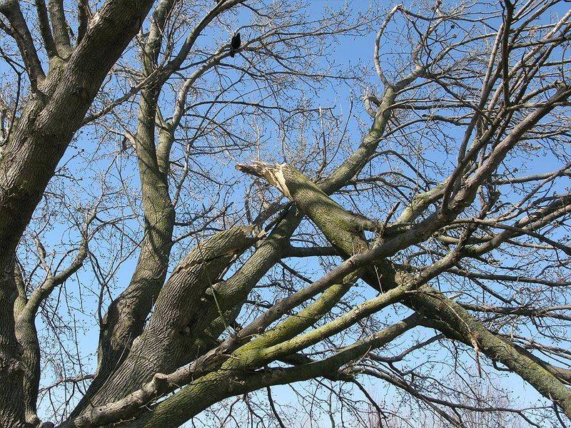 Broken or Hanging Branches