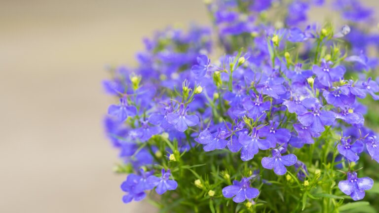 lobelia