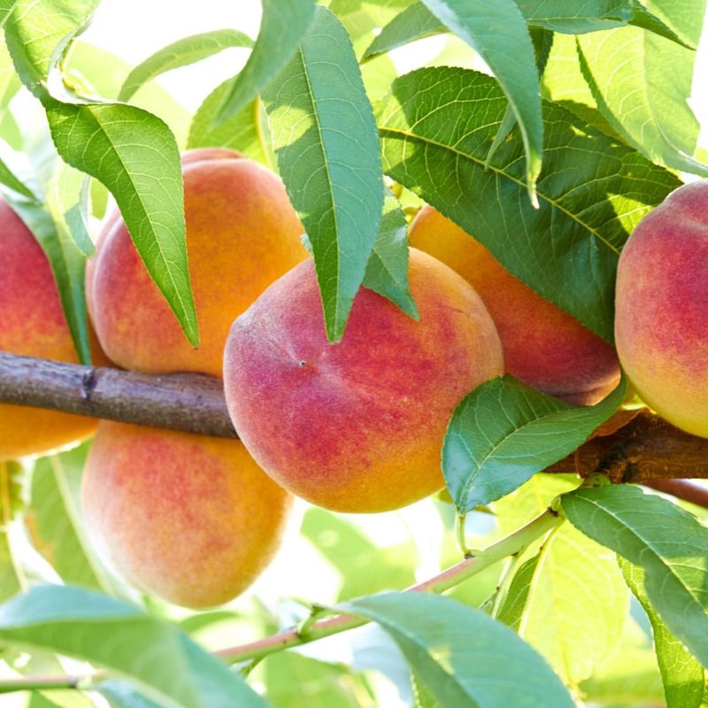 Is Growing A Peach Tree From A Pit Worth It?