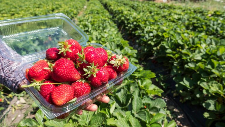 Tips For Growing Strawberries In April (Plus The Best Varieties To Plant For Maximum Flavor)