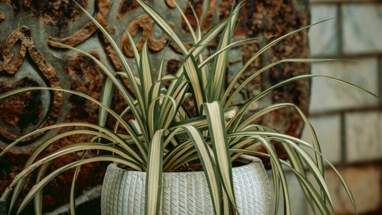 spider plant