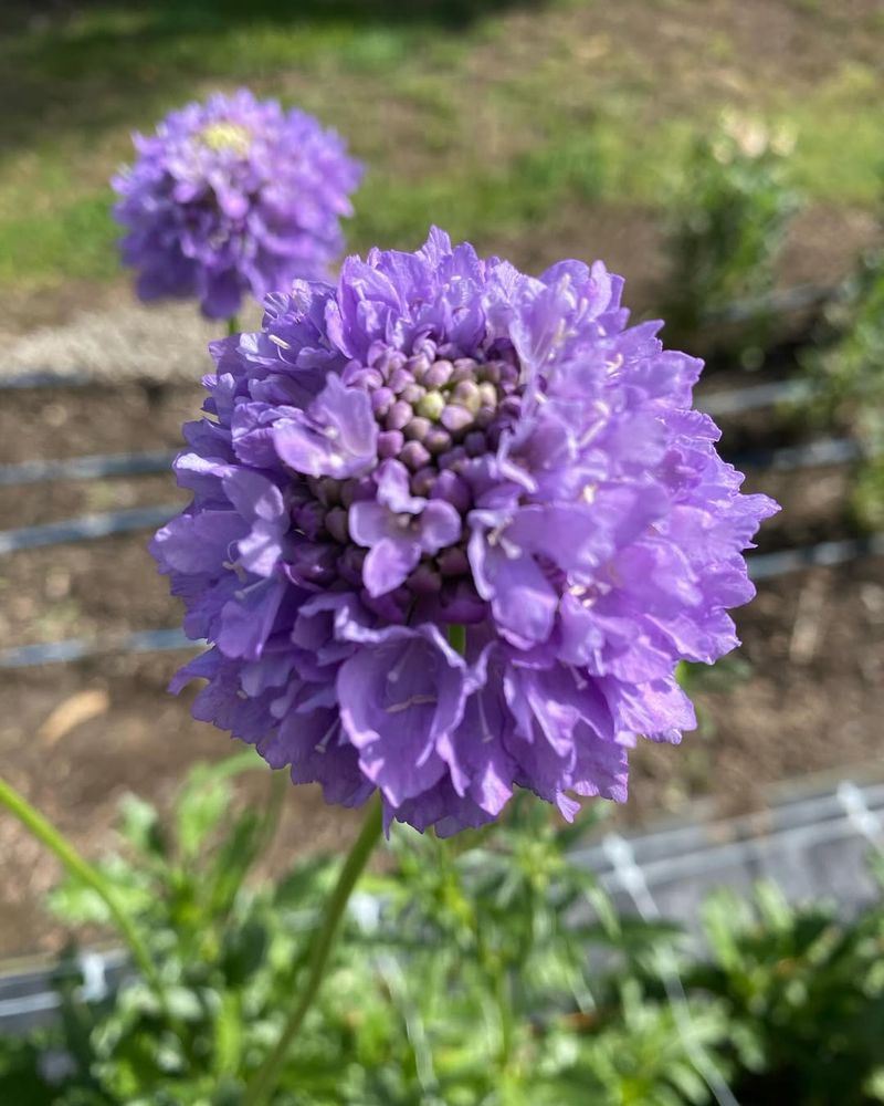 Scabiosa