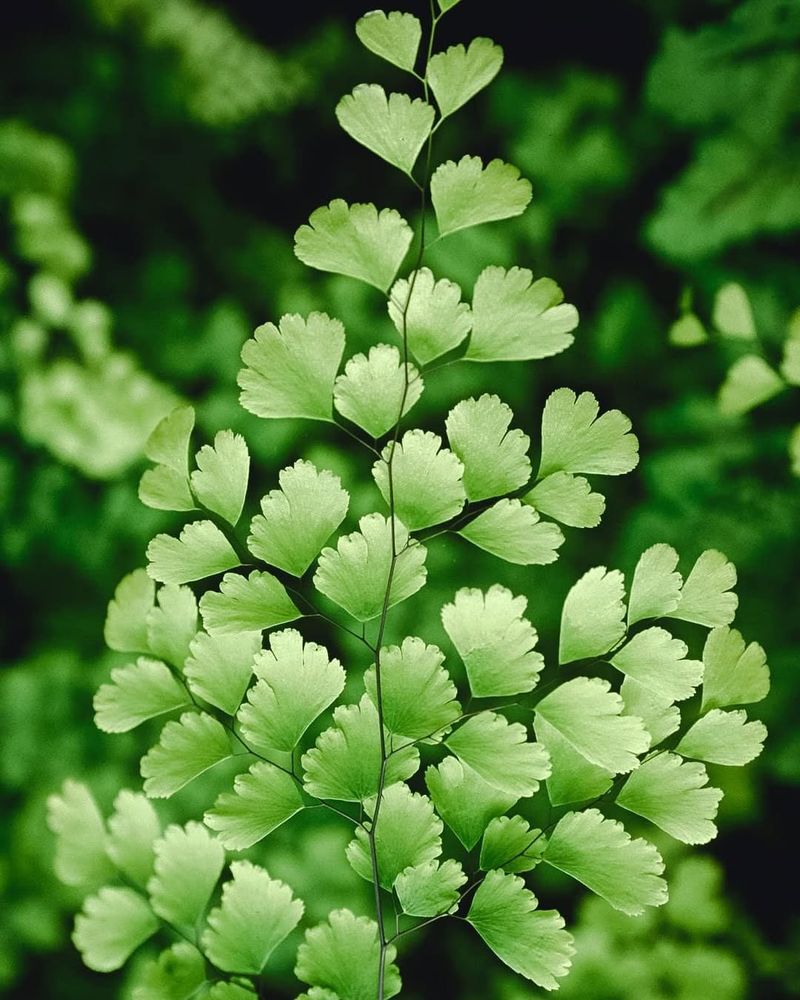 Maidenhair Fern (Adiantum Spp.)