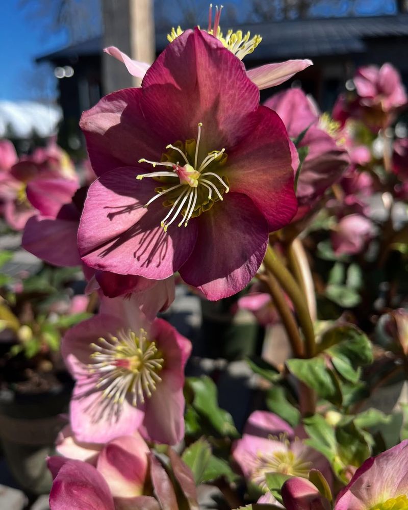 Hellebore