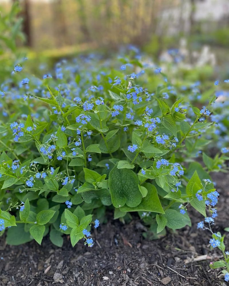 Brunnera (False Forget-Me-Not)