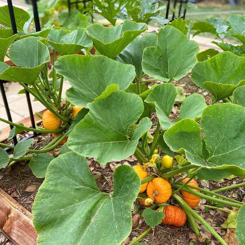 Pumpkin Palaces