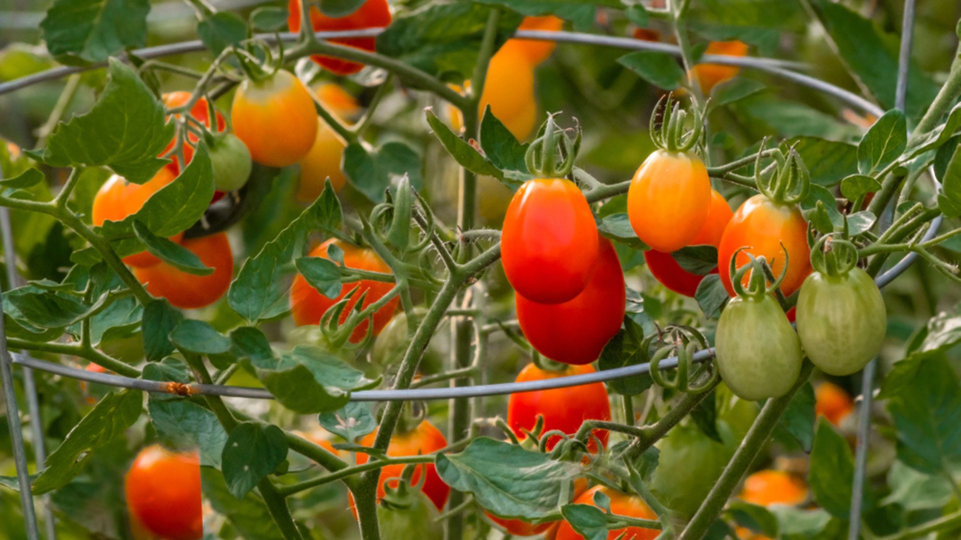 tomato in cage