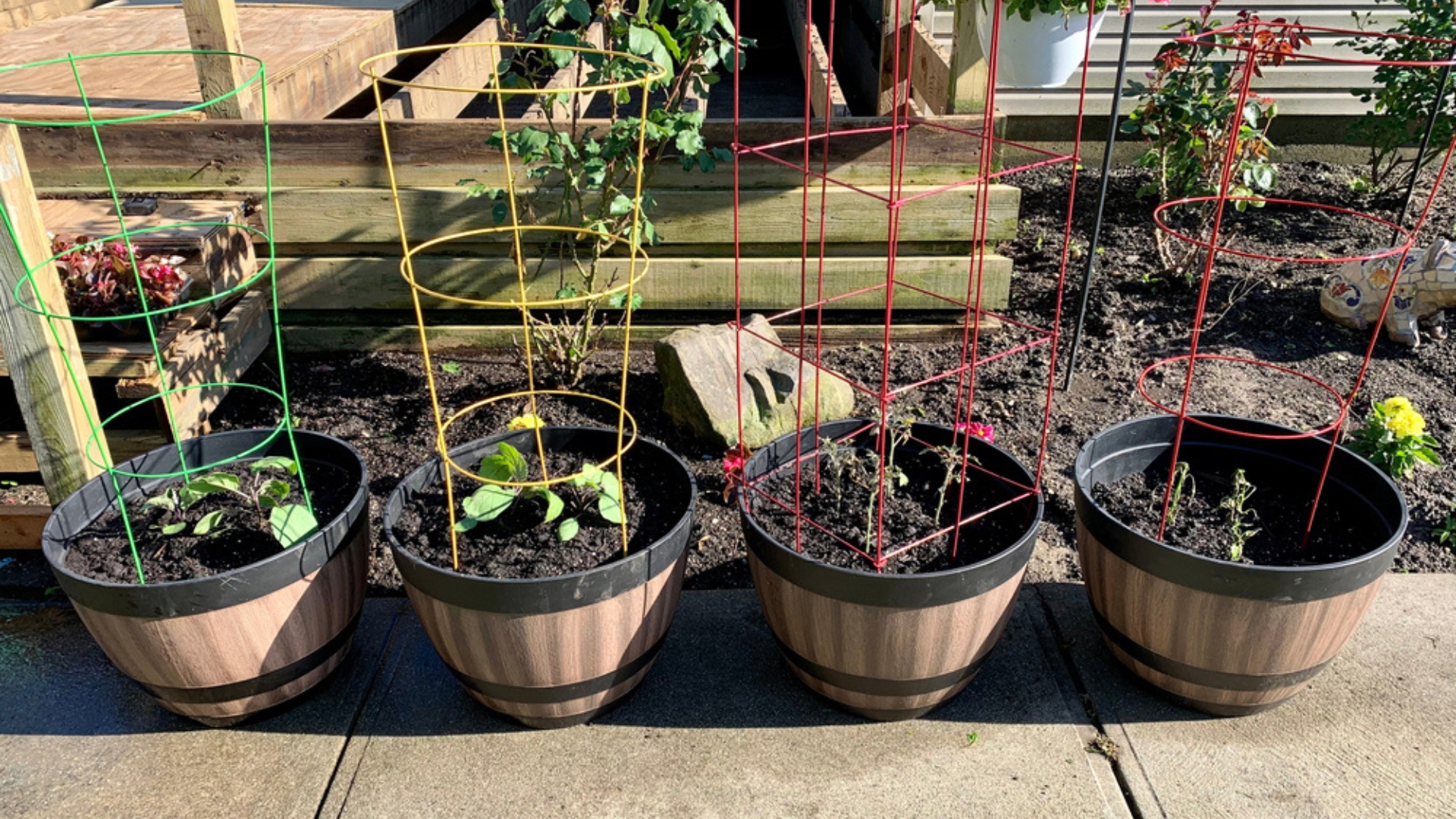 veggies in pots in tomato cages