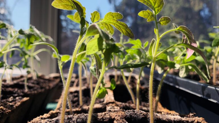 tomato seedlings