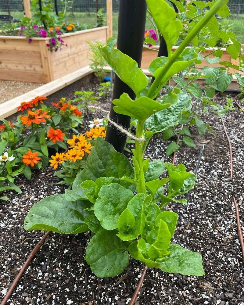 Malabar Spinach