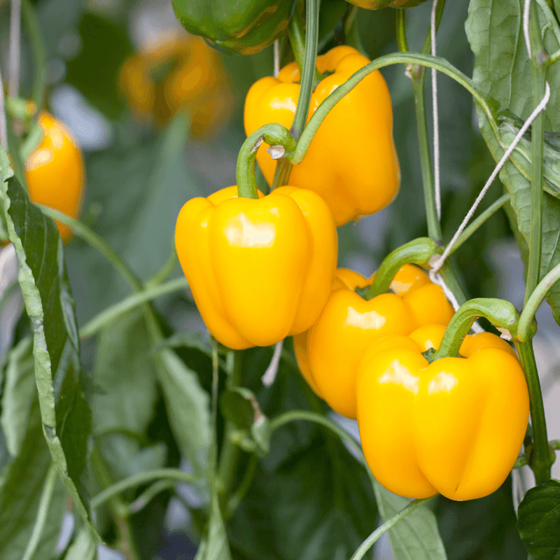 Bell Peppers