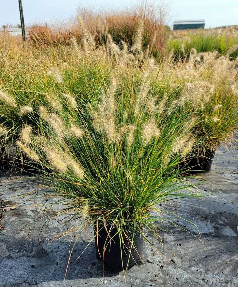 Fountain Grass (Pennisetum)