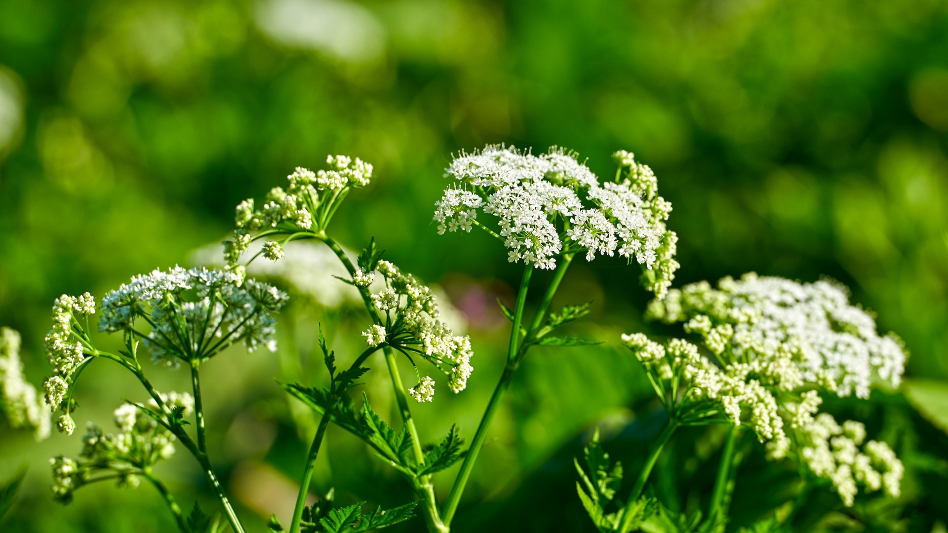 Touch At Your Own Risk – 30 Dangerous Plants You Should Never Handle