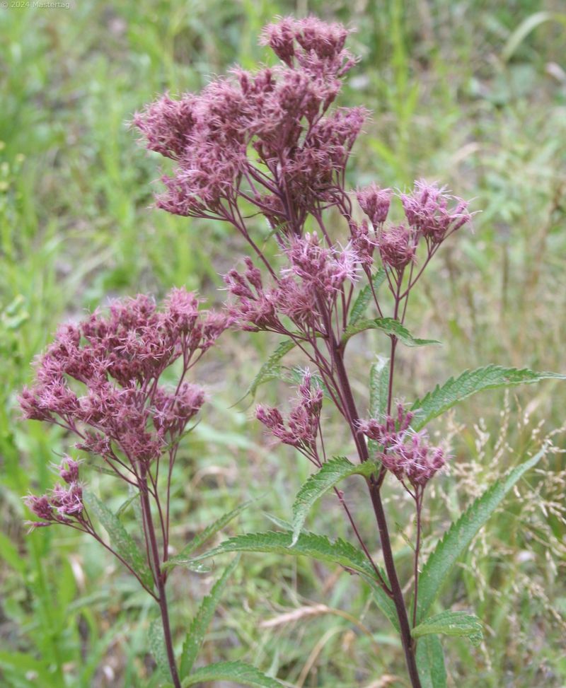 Thrives In Wet Soil