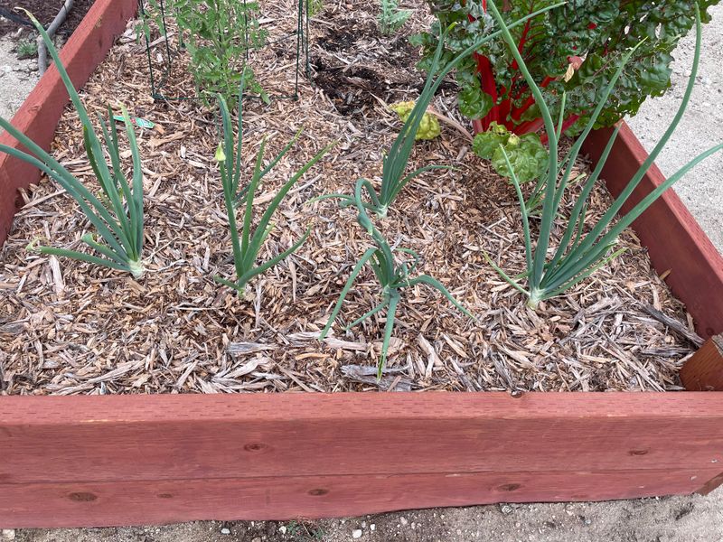 Mulch the Beds