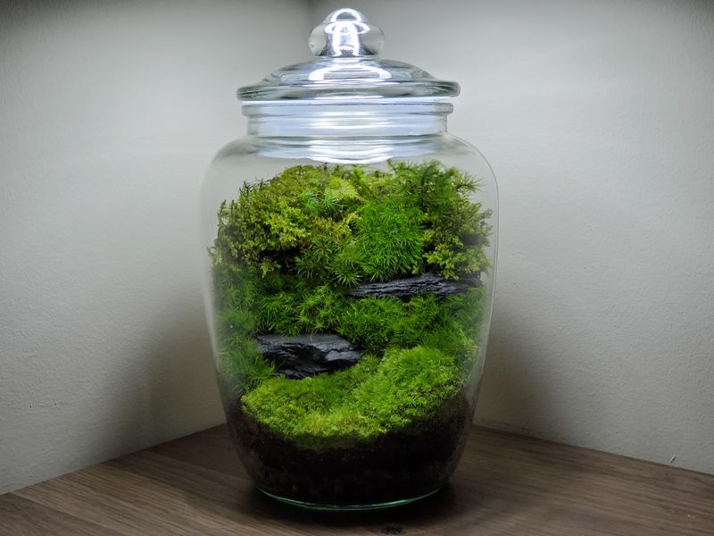 Mason Jar Terrariums