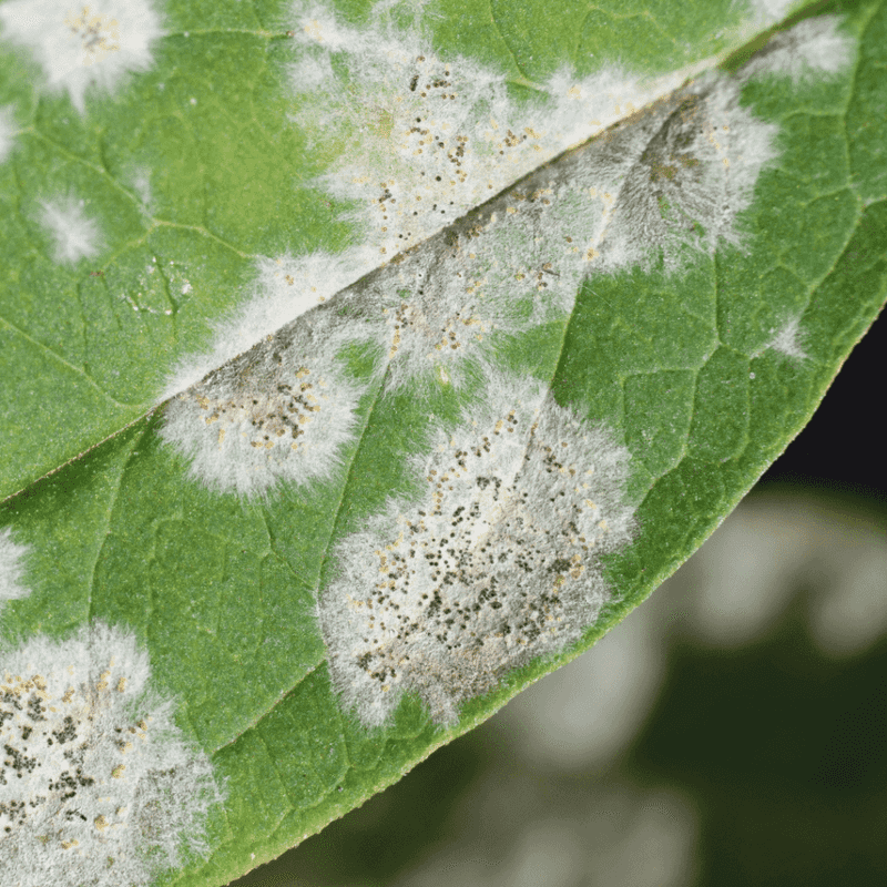 Prevent Powdery Mildew