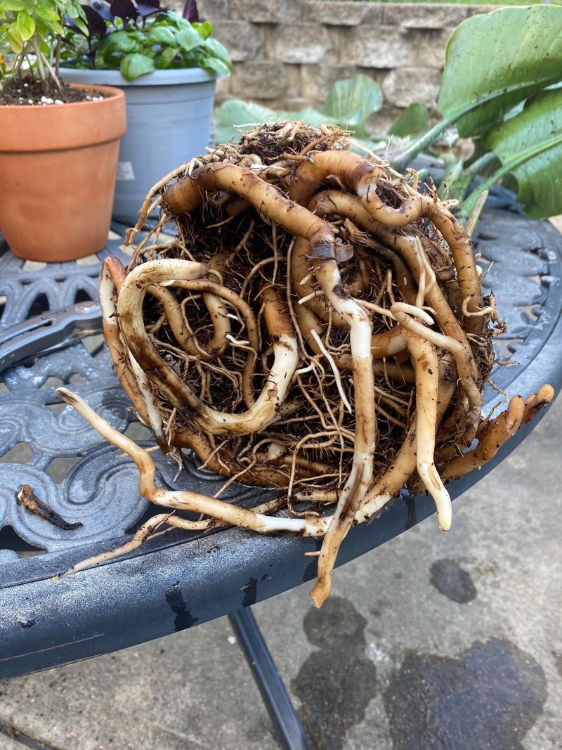 Combat Root Rot