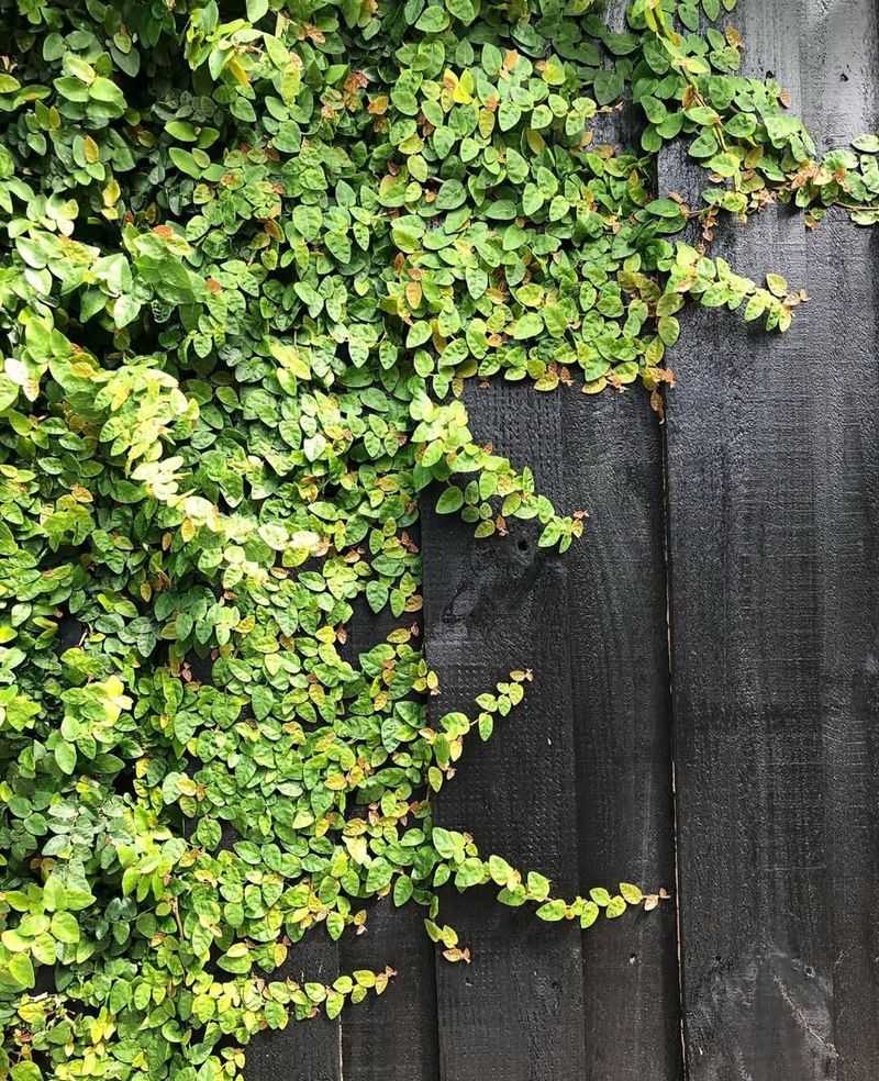 Ivy-Covered Fences