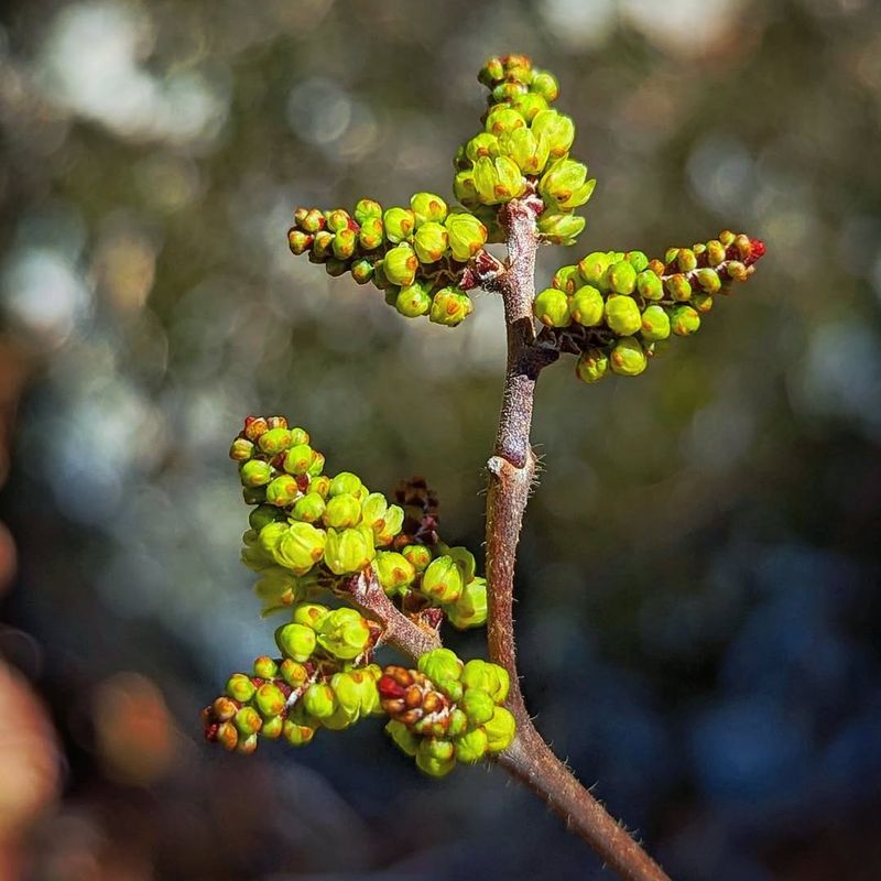 Royal Fern (Osmunda Segalis)