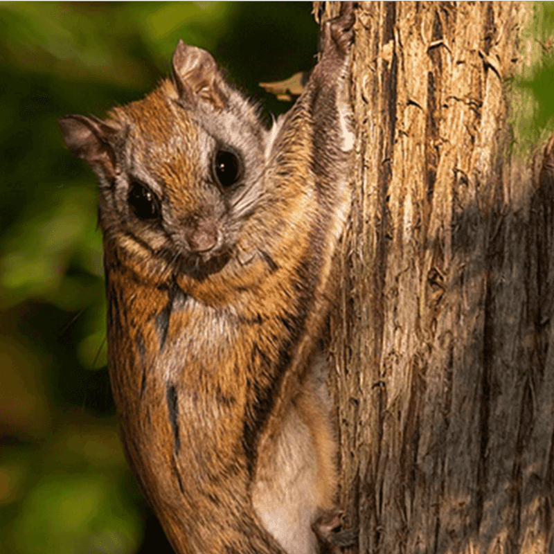 Flying Squirrel